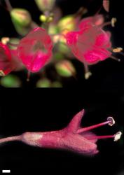 Veronica punicea. Flowers. Scale = 1 mm.
 Image: W.M. Malcolm © Te Papa CC-BY-NC 3.0 NZ